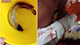 爆料公社,白龍魚,暴斃,翻肚,民間信仰,擋煞　圖／翻攝自爆料公社