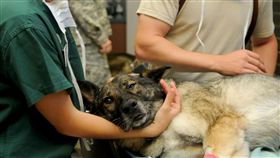 獸醫,示意圖_pixabay