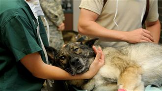 東部有獸醫系了！這所大學推學士後獸醫系