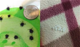 超噁！半夜掀被驚見三排「整齊白色蟲卵」　網：你要變身了（圖／翻攝自PTT）