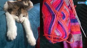 「怪盜貓咪」玩大的！出遊必帶伴手禮　贓物讓主人超傻眼（圖／翻攝自Bayern 1臉書）