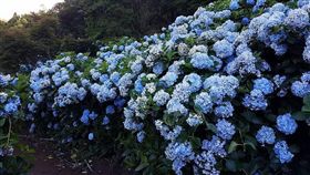 繡球花田, 繡球花。（圖／翻攝自高家繡球花田臉書）