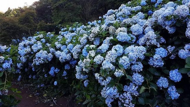 藍紫色繡球花　IG認證美景5月開園