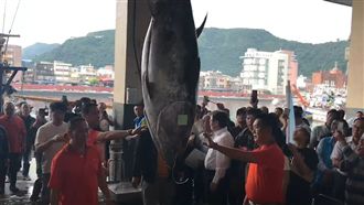 宜蘭第一鮪上岸　拍賣價達189萬