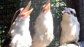 鳥被排擠（圖／翻攝自推特ngsbiopark）