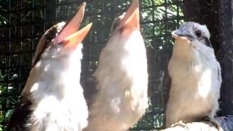 看同伴笑不停　「邊緣鳥」眼神死