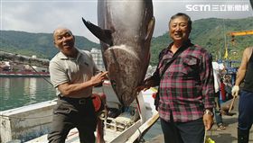 「宜蘭第一鮪」以每公斤9千元拍出，總價為189萬9千元創下史上新高，打破過去南方澳最高價131萬元。（圖／翻攝畫面）