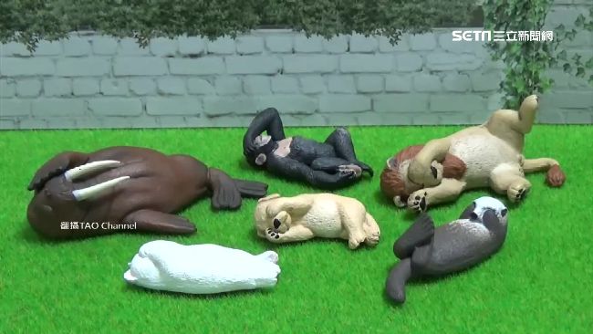 休眠動物園第6彈　萌睡姿融化扭蛋迷