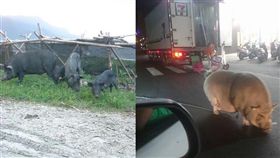 台東,蘭嶼,野豬,農作物,獎金,雅美族,圈養／翻攝自臉書