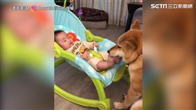 柴犬幫腳底按摩2