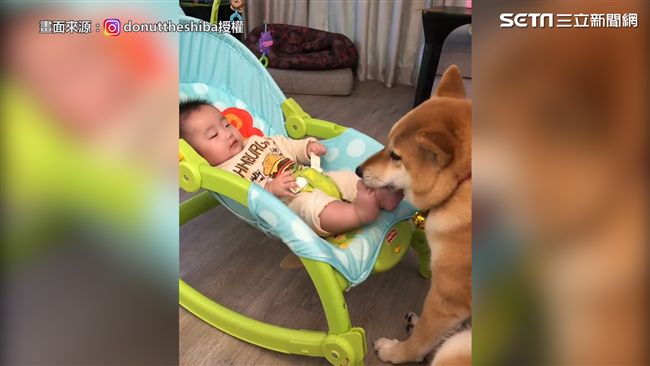 柴犬幫腳底按摩　男娃癢的不要不要