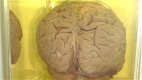 16:9
人腦 大腦 腦袋
圖／攝影者alexanderward12, Flickr CC License
https://flic.kr/p/6ds4Zp