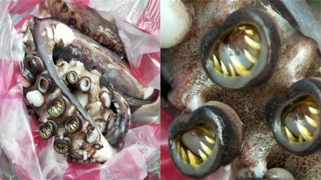 章魚腳吸盤藏爪牙？駭人真面目曝光