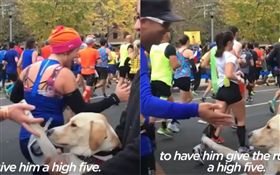 最Q萌加油團！汪汪站路邊求「擊掌」
（圖／翻攝自thedodo IG）