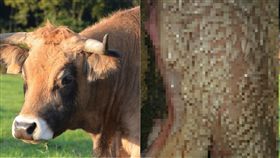 牛肉,食材,牛舌,牛頰肉,針刺,未處理,爆系廚藝訓練學院,恐怖, 圖翻攝自爆系廚藝訓練學院 https://goo.gl/wu1qW9