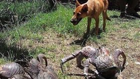 椰子蟹,塞班島,網路,節肢動物,海盜蟹　圖／翻攝自IG