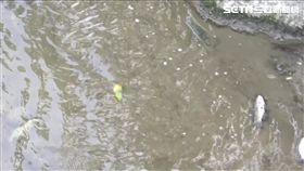 敬鵬工業平鎮三廠大火、警消灌救、消防員灌救、老街溪污染、老街溪、消防廢水