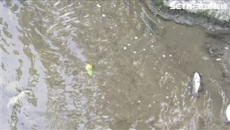 「別碰老街溪水！」敬鵬消防廢水外溢