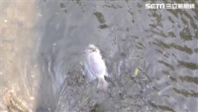 敬鵬工業平鎮三廠大火、警消灌救、消防員灌救、老街溪污染、老街溪、消防廢水