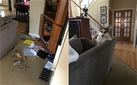 主人崩潰！柯基搗亂後囂張趴沙發休息
（圖／翻攝自Audrey Rosenstein Twitter）