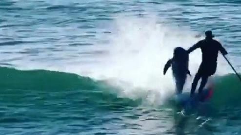 海豚追捕魚群　跳出海面撞飛衝浪客