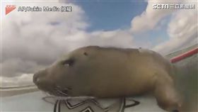 小海豹霸占衝浪板 站不穩也要玩
