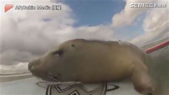 小海豹霸占衝浪板！站不穩也要玩