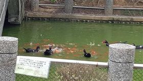麵包不能餵魚？PO網抱怨破壞環境　引網友兩極論戰（圖／翻攝自爆怨公社）