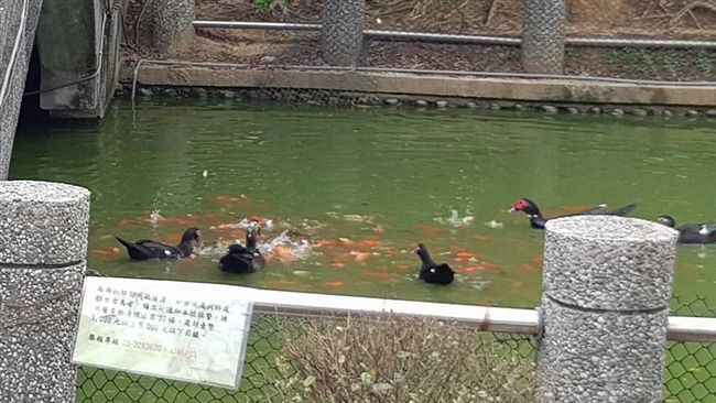 可以餵魚吃麵包？網友意見超兩極