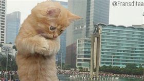 貓,貓咪,貓奴,香港,電影,喵星人,插畫家,fransditaa（圖／翻攝自fransditaa'sInstagram）