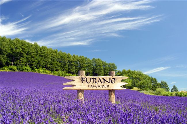 北海道免費景點十選　薰衣草花海美翻