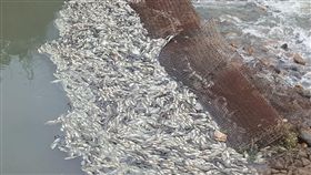 桃園,平鎮敬鵬,工廠,大火,汙染,魚群,暴斃,溪水,有毒物質（圖／翻攝漂浪島嶼--munch）