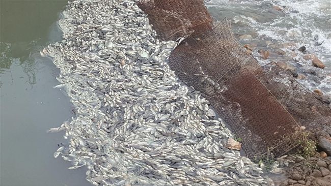 大火後魚群暴斃　民眾怒：簡直是屠溪
