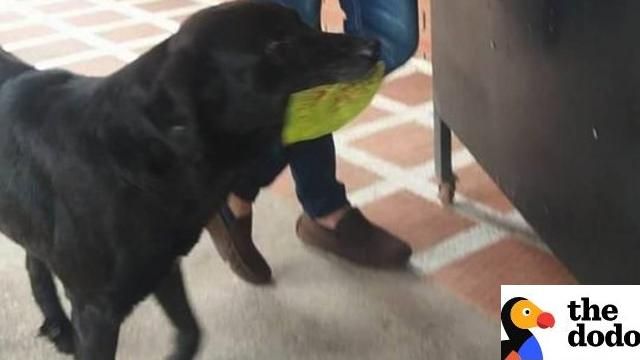 校犬「咬樹葉換餅乾」：我有付錢喔～