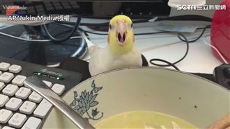 鸚鵡偷喝湯被抓包！主人制止被嚇呆
