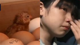 日本,小雞,孵化,生命教育,養育,吃掉,妻夫木聰,高中,　圖／翻攝自梨視頻　https://goo.gl/v67UR1