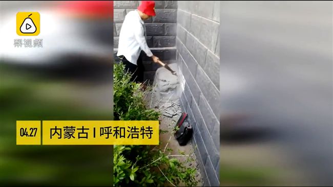 母狗護小狗　遭保全水泥生葬關17天