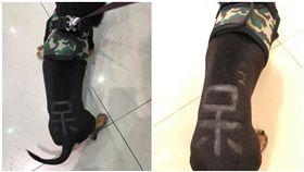 寵物美容師在狗狗身上亂刻字／爆料公社