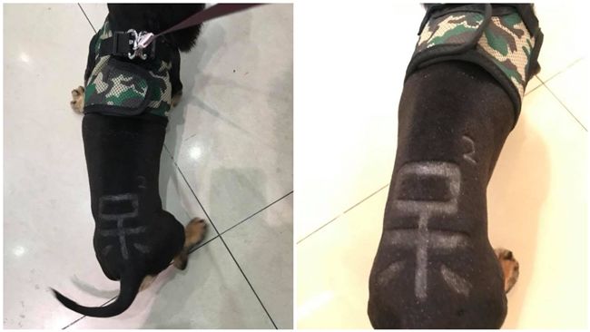 美容師在狗身上亂刻字　飼主氣炸開譙