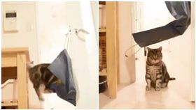 貓,喵星人,紙袋,門把,破裂,紙箱（圖／翻攝自zawakoz推特）
