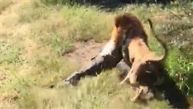 動物園長突遭獅襲　狠咬拖行奇蹟生還
南非,塔巴津比,野生,動物,Mike Hodge,獅子,襲擊
https://www.thesun.co.uk/news/6183196/lion-attack-british-safari-owner-video-makarele-south-africa/