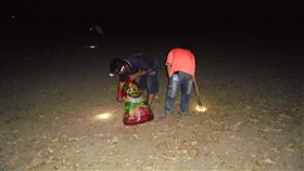 嘉義,鴿子,毒殺,農民,農作物(翻攝畫面)