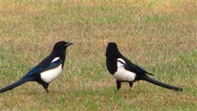 喜鵲
https://www.flickr.com/photos/la_mer_bleue/4028986971/in/photolist-792BsB-7WkerM-o2HyR2-nZFeM7-7WovXW-7Wkh1R-7WkiJg-7ZbKH6-7ZePAU-7WkhYa-7ZbuKT-7ZfiAL-7ZePbA-7ZbMUK-7Zf2ZA-fsXdGC-7ZeR8o-o2BUSf-7ZeU