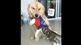 汪汪把貓咪叼出家門　主人：有話好說
（圖／翻攝自騰訊視頻）