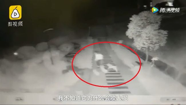 女大生遭流浪狗啃咬　全身傷慘不忍睹