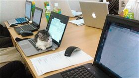 圖說：日本,辦公室,貓,流浪貓,領養,浪浪,工作福利,辦公環境（圖／翻攝自The Awesome Daily　http://theawesomedaily.com/japanese-company-pays-employees-for-every-cat-they-rescue/）