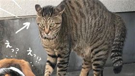 圖說：日本,四眼貓,貓,貓咪,狗,四隻眼睛,推特,花紋,Twitter（圖／翻攝自The Awesome Daily 
https://twitter.com/nanairo_perikan/status/990423479282384897）