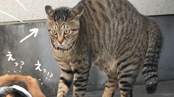 帶狗外出散步　竟遇超兇狠貓界二郎神