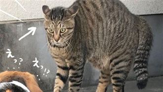 帶狗外出散步　竟遇超兇狠貓界二郎神