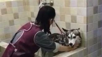 不想洗澡！哈士奇哀號：俺不要～